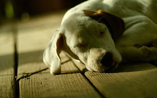 closeup photo of yellow Labrador Retriever puppy sleeping on floor