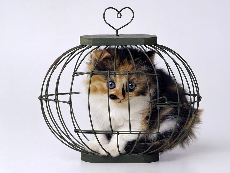 black steel pet cage HD wallpaper