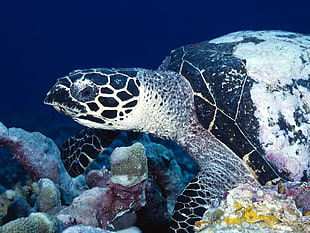 black and gray turtle in deep sea