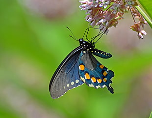 selective focus photography of butterfly on pink flower, spicebush, swallowtail