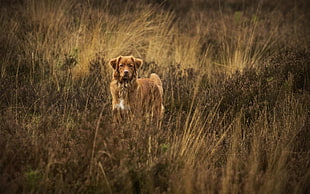 short-coated brown dog, dog, animals, nature, Nova Scotia Duck Tolling Retriever