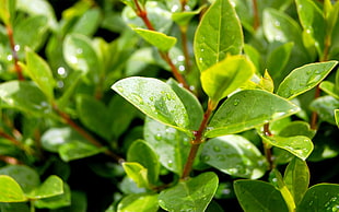 green leafy plant HD wallpaper