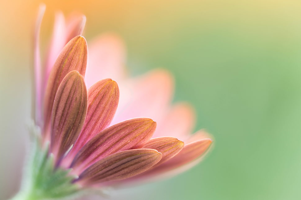 close up photo of pink petaled flower, daisy HD wallpaper