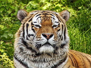 close up photography of tiger