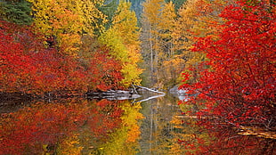 red and yellow leaf trees beside body of water wallpaper, nature, trees, forest, lake
