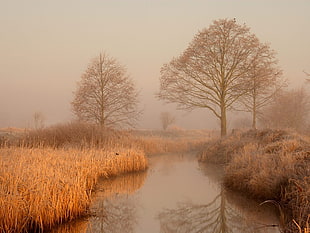 body of water with grasses and trees during foggy day