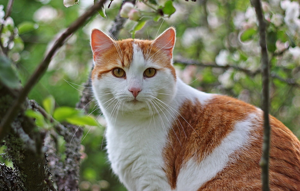 orange tabby cat in close-up photography HD wallpaper