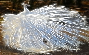 white peacock photo