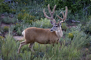 brown rein deer, buck HD wallpaper