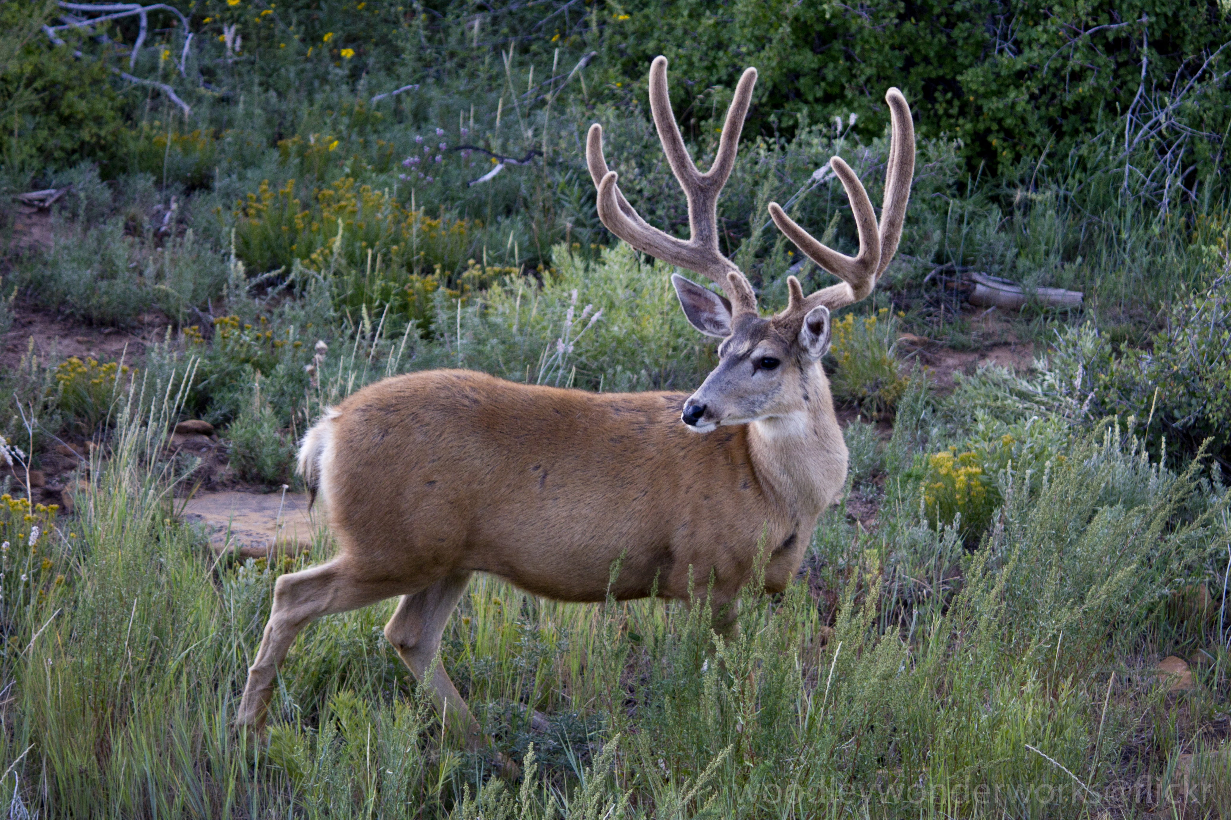 brown rein deer, buck HD wallpaper.