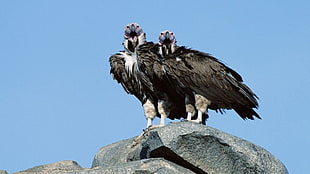 two black vultures on gray rock