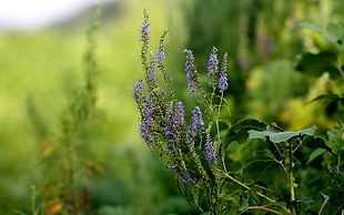 shallow focus photo of lavander