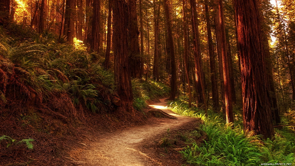 brown trees, forest, nature, trees, path HD wallpaper