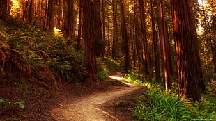 brown trees, forest, nature, trees, path