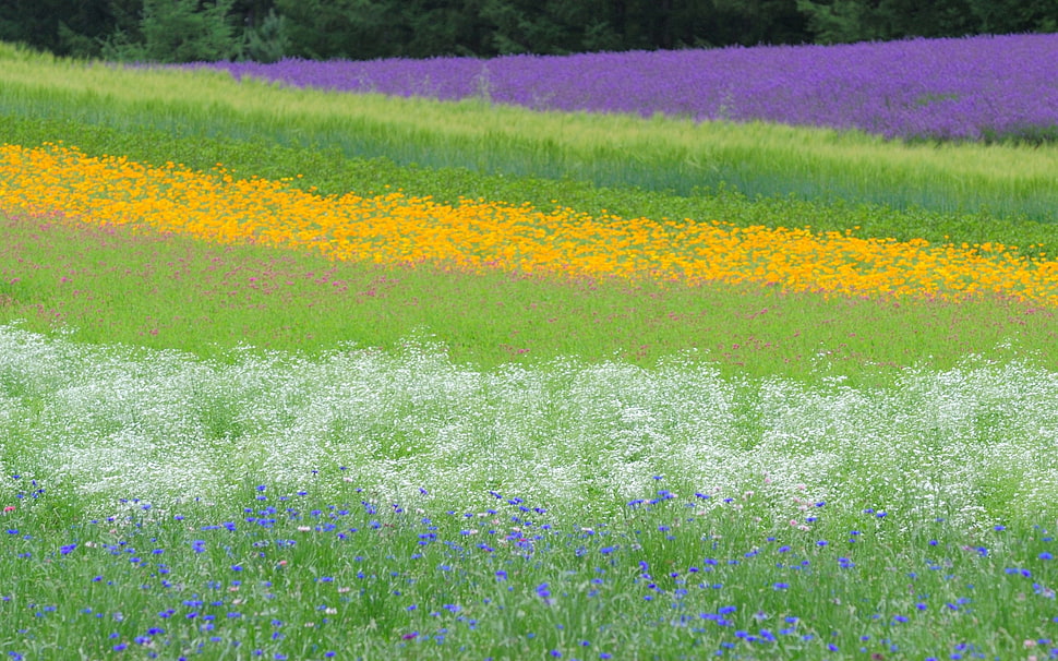 purple, white, and yellow flower field at daytime HD wallpaper