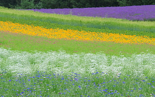purple, white, and yellow flower field at daytime