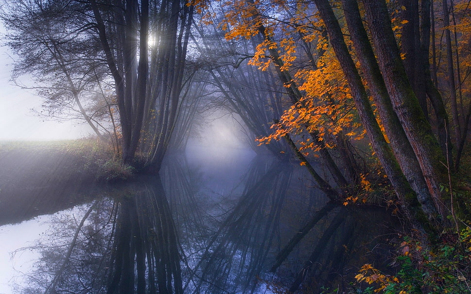 ray of light reflecting from sun through forest HD wallpaper