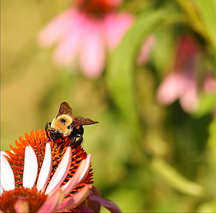 selective focus photography of brown Bumblebee on red and pink petaled flower