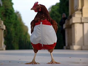 brown chicken wearing red and white zip-up jacket