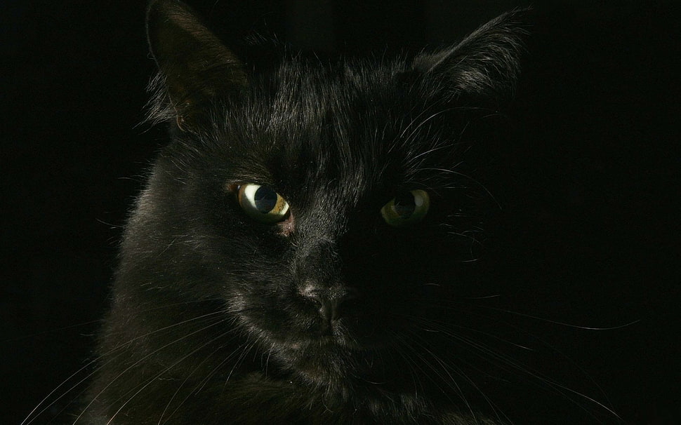 black cat HD wallpaper
