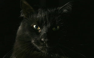 black cat