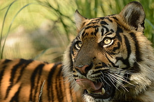 photo of tiger with grass background