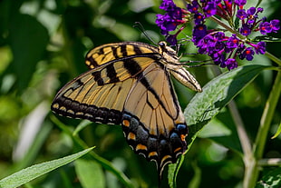 Eastern Tiger Swallowtail butterfly perched on flower HD wallpaper