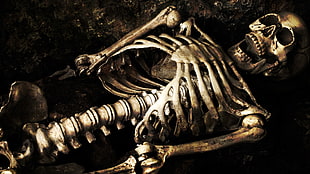 human skeleton illustration, skeleton, bones, skull HD wallpaper