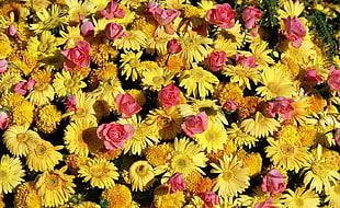 pink and yellow petaled flowers HD wallpaper