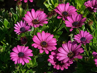 pink Osteuspermum flowers in bloom close-up photo