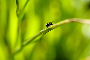 black housefly