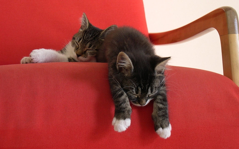black and silver tabby kittens, cat, sleeping, animals HD wallpaper