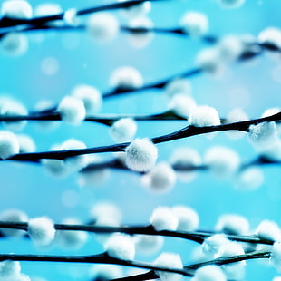 close up photography of white plant HD wallpaper