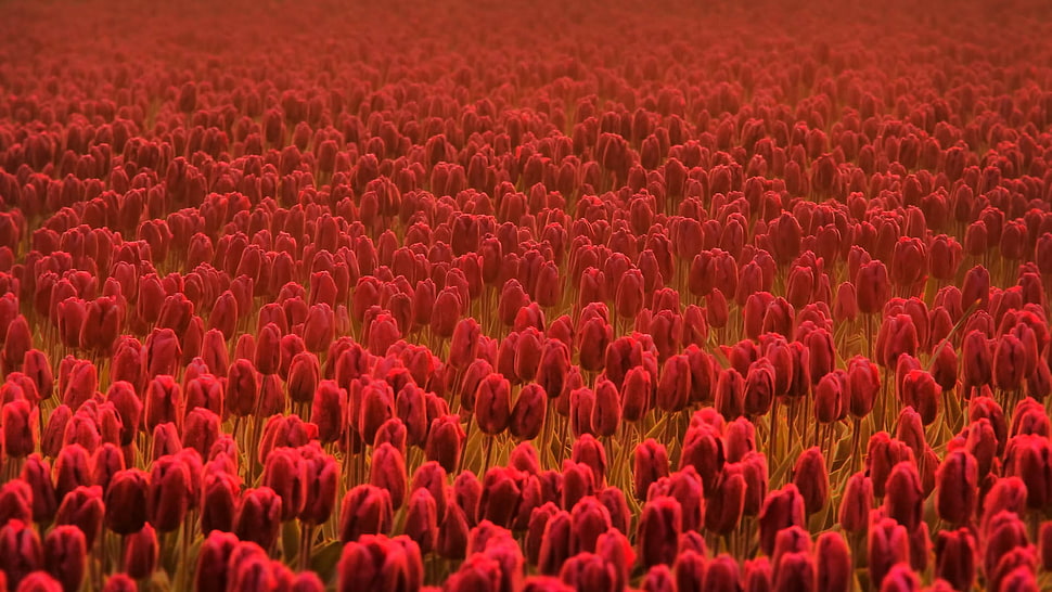 red Tulip flower field close-up photo HD wallpaper