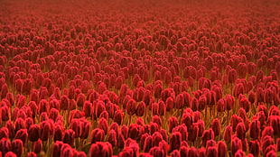 red Tulip flower field close-up photo