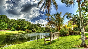 beige wooden bench, palm trees, bench, clouds, sky