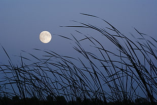 low angle photography of green grasses during full moon