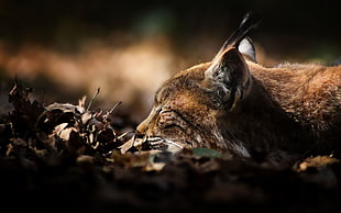 macro photograph of lynx laying on the ground HD wallpaper