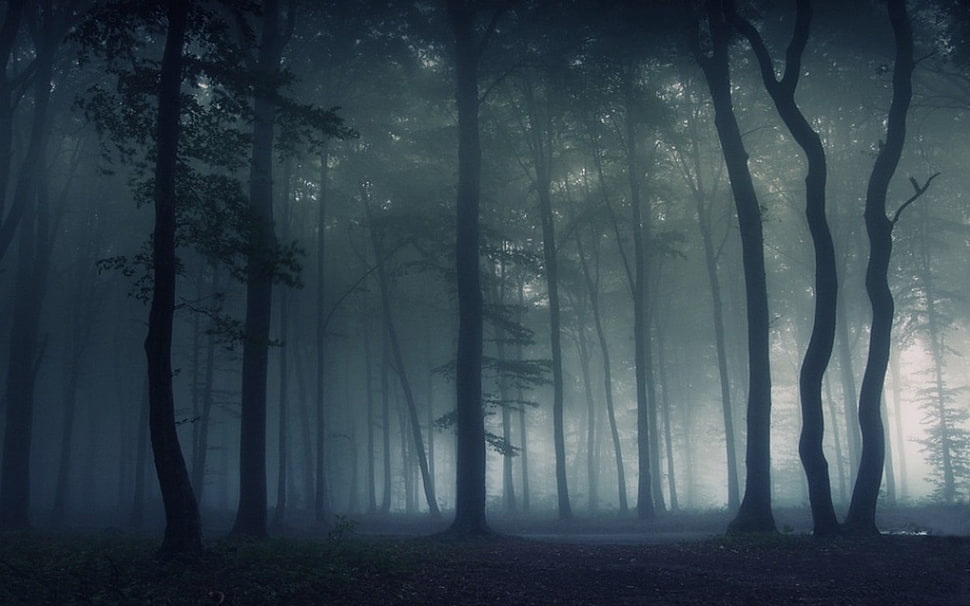black under tree, nature, landscape, mist, dark HD wallpaper