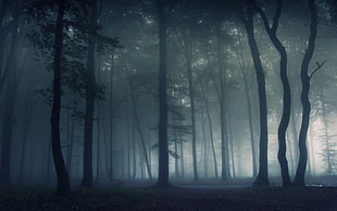 black under tree, nature, landscape, mist, dark
