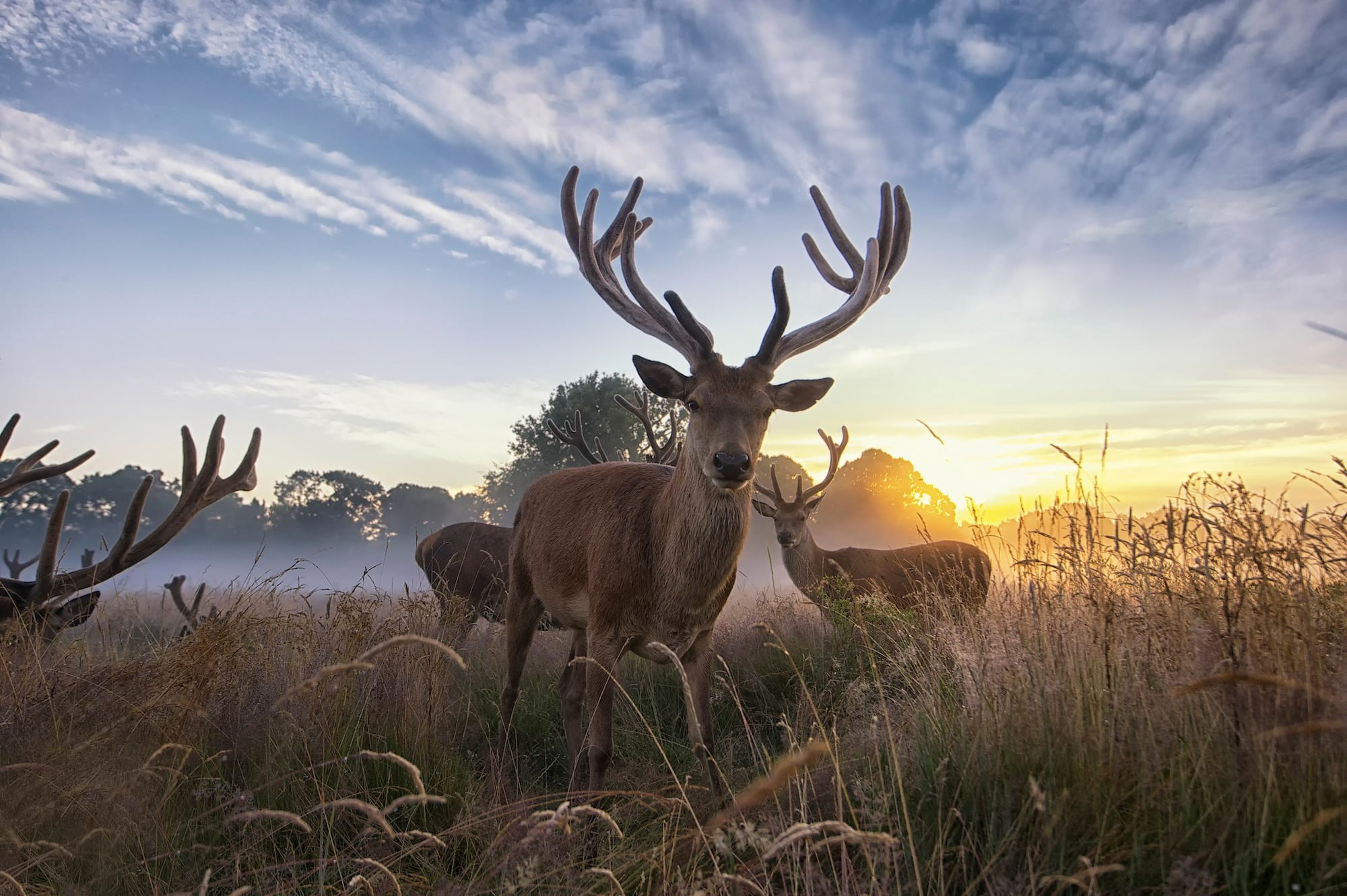 Brown deer, nature, animals, deer HD wallpaper | Wallpaper Flare
