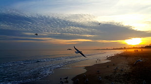 flock of birds flying over the shore
