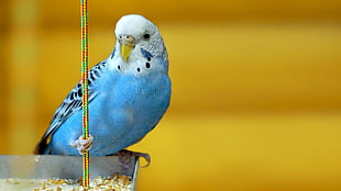 blue and white burgerigar, animals, parakeets, birds, yellow background
