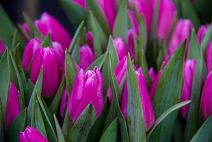 close-up photo of pink Tulips