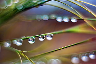 macro selective focus photography of water dew on green grass