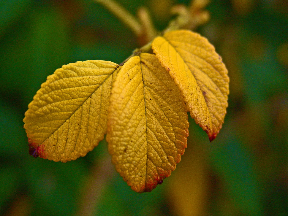 close up photography of three yellow leaf plant HD wallpaper