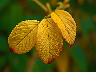 close up photography of three yellow leaf plant
