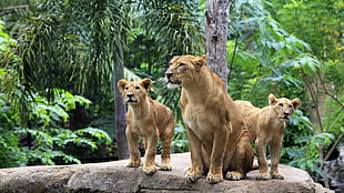 three brown lionesses, lion, jungle, animals