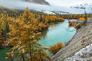 brown leafed trees, mountains, fall, river, landscape