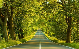 grey road between forest trees